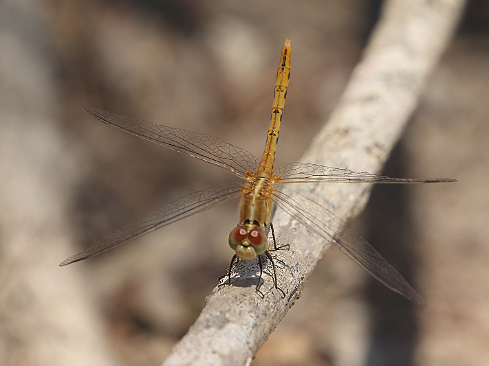 J19_3642 Diplacodes bipunctata imm male.JPG